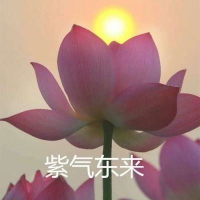 萌妖仙域手游(暂未上线)v1.0 安卓版